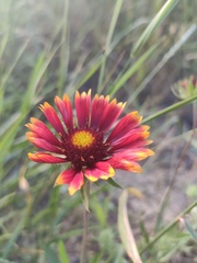Gaillardia pulchella