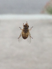 Copestylum sexmaculatum