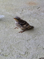 Mimus polyglottos