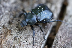 Gnorimus variabilis