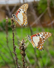 Graphium angolanus baronis