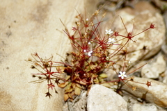 Androsace occidentalis