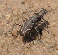 Cicindela tenuisignata