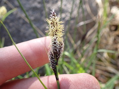 Carex heteroneura
