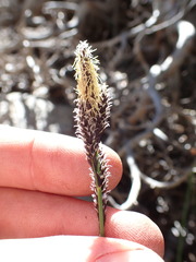 Carex heteroneura