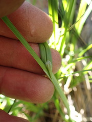 Carex heteroneura