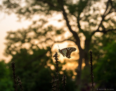Graphium angolanus baronis