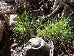 Carex heteroneura
