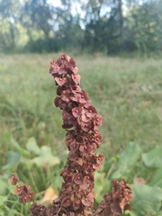 Rumex confertus