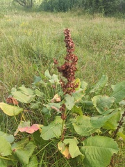 Rumex confertus