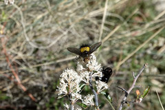 Xanthoepalpus bicolor