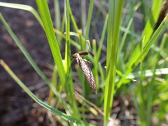 Carex heteroneura