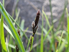 Carex heteroneura