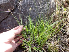 Carex heteroneura
