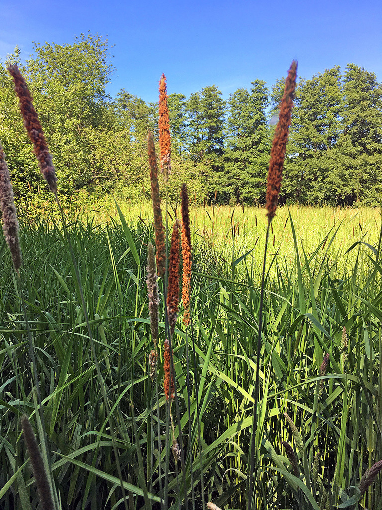 Meadow Foxtail (Lacamas Prairie NonNative Species) · iNaturalist