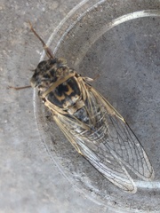 Diceroprocta eugraphica