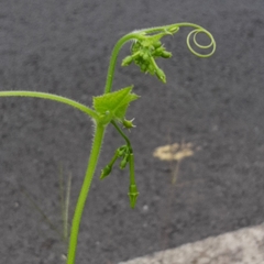 Rytidostylis gracilis