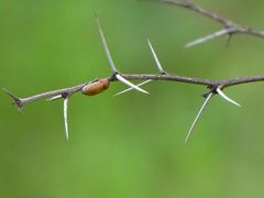 Peploptera