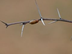 Peploptera