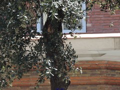 Quercus ilex