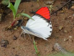 Colotis danae eupompe
