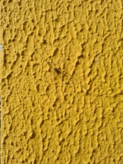 Phalangium opilio