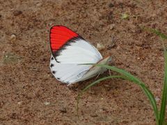 Colotis danae eupompe