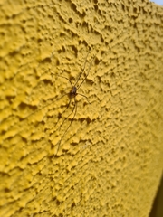 Phalangium opilio