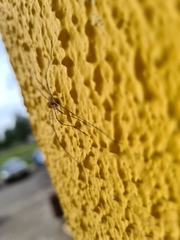Phalangium opilio