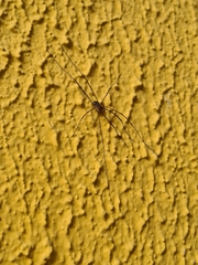 Phalangium opilio