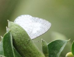 Spalgis lemolea lemolea