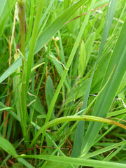 Gymnadenia