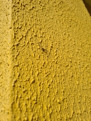Phalangium opilio