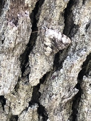 Catocala lineella