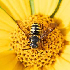 Paranthidium jugatorium