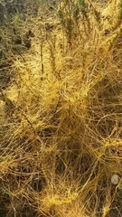 Cuscuta californica