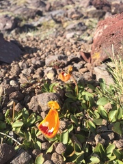 Calceolaria uniflora