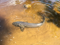 Acipenser fulvescens
