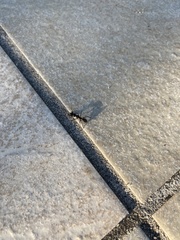 Camponotus vagus