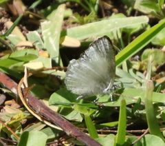 Spalgis lemolea lemolea