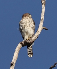 Accipiter cooperii