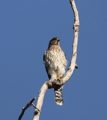Accipiter cooperii