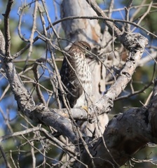 Accipiter cooperii