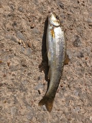 Campostoma