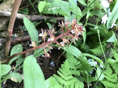 Corallorhiza maculata occidentalis
