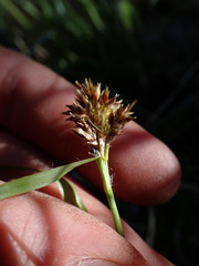 Luzula orestera