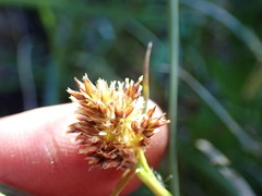 Luzula orestera
