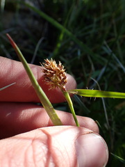 Luzula orestera