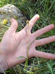 Luzula orestera