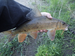 Moxostoma erythrurum